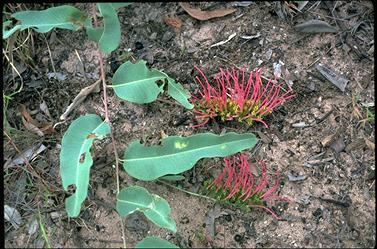 APII jpeg image of Grevillea goodii  © contact APII