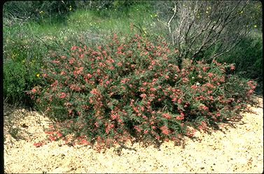 APII jpeg image of Grevillea hirtella  © contact APII