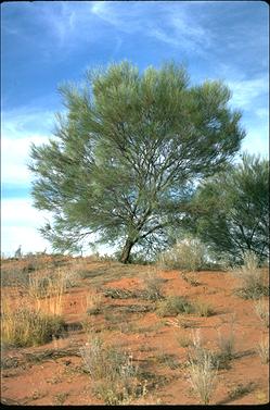 APII jpeg image of Grevillea juncifolia  © contact APII