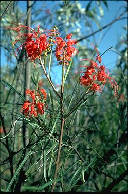 APII jpeg image of Grevillea longistyla  © contact APII