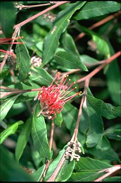 APII jpeg image of Grevillea macleayana  © contact APII