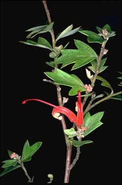 APII jpeg image of Grevillea tripartita subsp. macrostylis  © contact APII