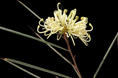 APII jpeg image of Hakea tephrosperma  © contact APII