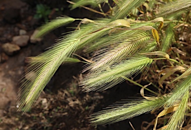 APII jpeg image of Hordeum glaucum  © contact APII