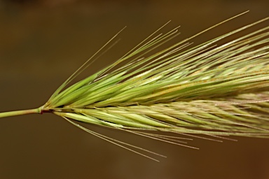 APII jpeg image of Hordeum glaucum  © contact APII