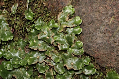 APII jpeg image of Lunularia cruciata  © contact APII