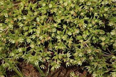 APII jpeg image of Crassula decumbens  © contact APII