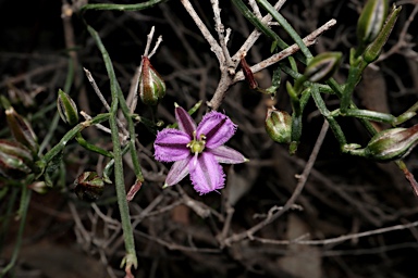 APII jpeg image of Thysanotus patersonii  © contact APII