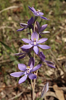 APII jpeg image of Thelymitra megcalyptra  © contact APII