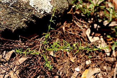 APII jpeg image of Galium gaudichaudii subsp. gaudichaudii  © contact APII