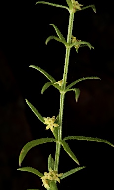 APII jpeg image of Galium gaudichaudii subsp. gaudichaudii  © contact APII