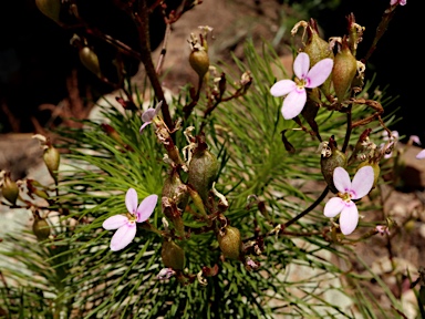 APII jpeg image of Stylidium laricifolium  © contact APII