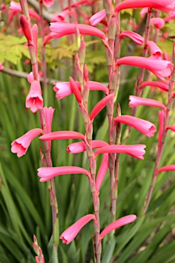 APII jpeg image of Watsonia aletroides  © contact APII