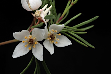 APII jpeg image of Boronia gunnii  © contact APII