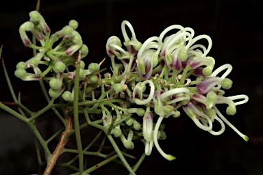 APII jpeg image of Hakea pulvinifera  © contact APII