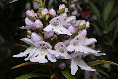 APII jpeg image of Prostanthera williamsii  © contact APII