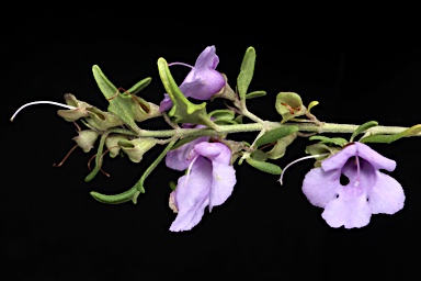 APII jpeg image of Prostanthera staurophylla 'Ragged Robin'  © contact APII