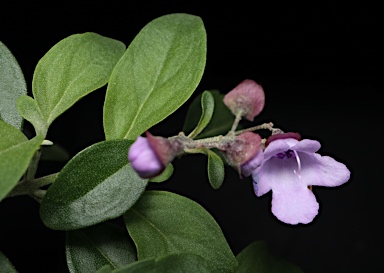 APII jpeg image of Prostanthera ovalifolia  © contact APII