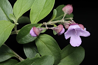 APII jpeg image of Prostanthera ovalifolia  © contact APII