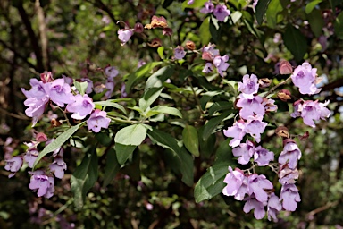 APII jpeg image of Prostanthera ovalifolia  © contact APII