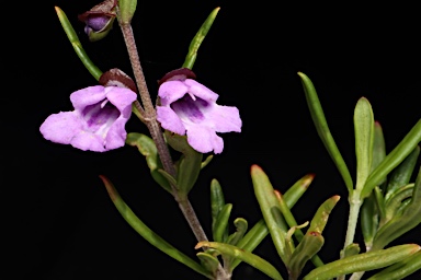 APII jpeg image of Prostanthera linearis  © contact APII