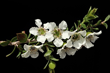 APII jpeg image of Leptospermum continentalis 'Horizontalis'  © contact APII