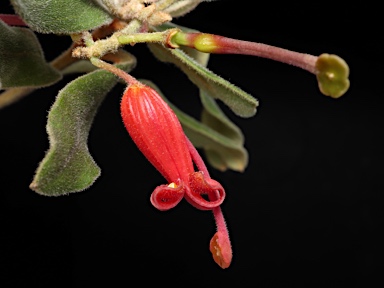 APII jpeg image of Grevillea mollis  © contact APII