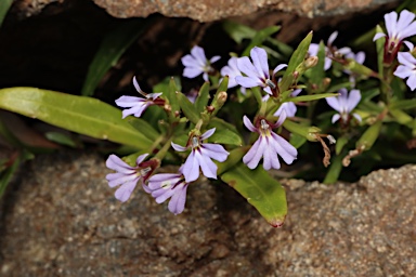 APII jpeg image of Lobelia anceps  © contact APII