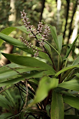 APII jpeg image of Cordyline murchisoniae  © contact APII