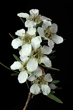 APII jpeg image of Leptospermum trinervium  © contact APII