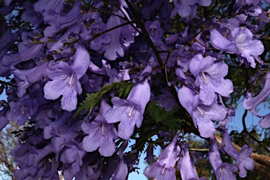 APII jpeg image of Jacaranda mimosifolia  © contact APII