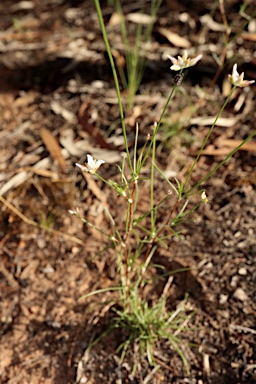 APII jpeg image of Laxmannia gracilis  © contact APII