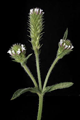 APII jpeg image of Verbena bonariensis  © contact APII