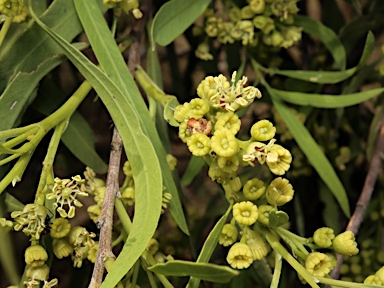 APII jpeg image of Alectryon oleifolius subsp. oleifolius  © contact APII