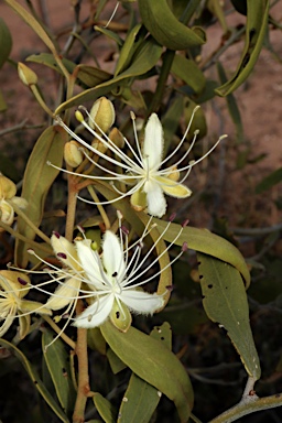 APII jpeg image of Capparis lasiantha  © contact APII