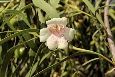 APII jpeg image of Eremophila bignoniiflora  © contact APII