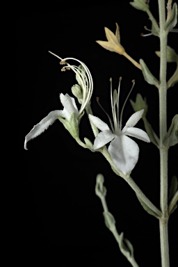 APII jpeg image of Teucrium racemosum  © contact APII