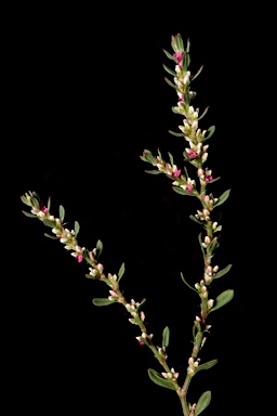 APII jpeg image of Polygonum plebeium  © contact APII