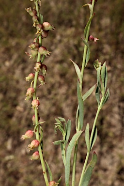 APII jpeg image of Haloragis glauca f. glauca  © contact APII