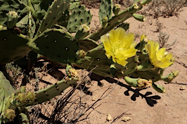 APII jpeg image of Opuntia  © contact APII