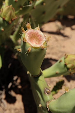 APII jpeg image of Opuntia  © contact APII