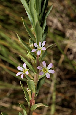 APII jpeg image of Lythrum hyssopifolia  © contact APII