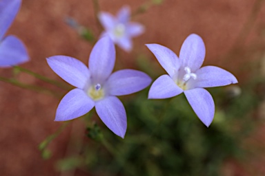 APII jpeg image of Wahlenbergia graniticola  © contact APII