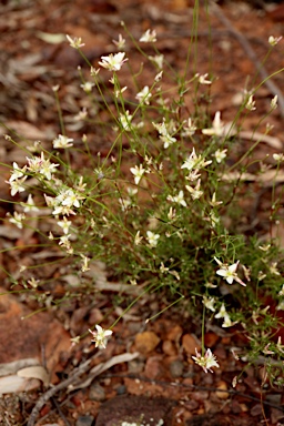 APII jpeg image of Laxmannia gracilis  © contact APII