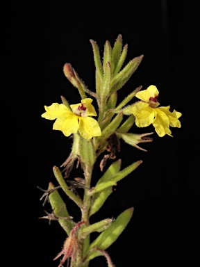 APII jpeg image of Goodenia heterophylla subsp. heterophylla  © contact APII