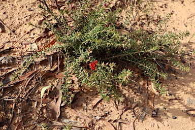 APII jpeg image of Oxylobium pulteneae  © contact APII