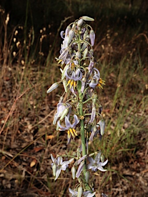 APII jpeg image of Dianella longifolia var. longifolia  © contact APII