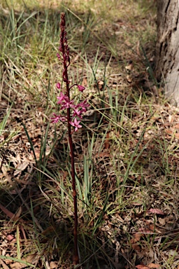 APII jpeg image of Dipodium punctatum  © contact APII