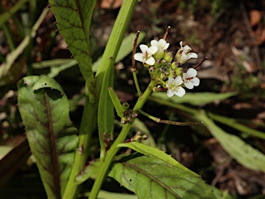 APII jpeg image of Rorippa gigantea  © contact APII