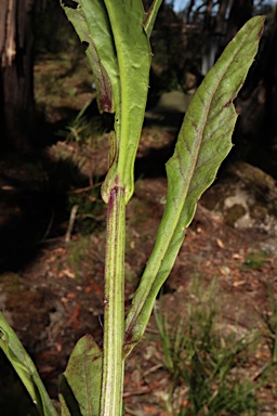 APII jpeg image of Rorippa gigantea  © contact APII